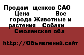 Продам ,щенков САО. › Цена ­ 30 000 - Все города Животные и растения » Собаки   . Смоленская обл.